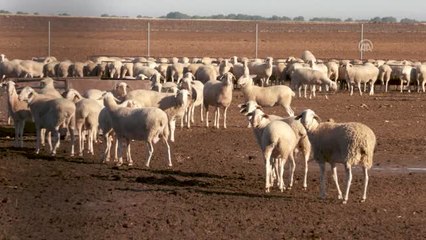 Belçika'da Helal Kesim Yasağına Tepki Büyüyor