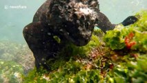Stunning footage shows Galapagos marine iguanas underwater