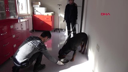 Sivas Donan Nehirdeki Köpeği Çıkaran İtfaiyeciler Bir Can Kurtarıyorsak Ne Mutlu Bize