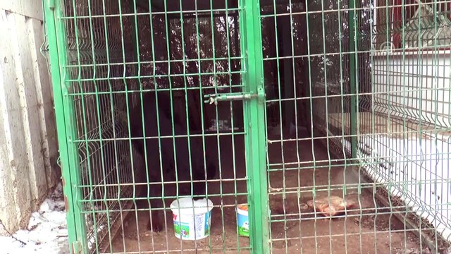 Donmak üzereyken kurtarılan 'Artur' yeniden sıcak yuvasında - SİVAS