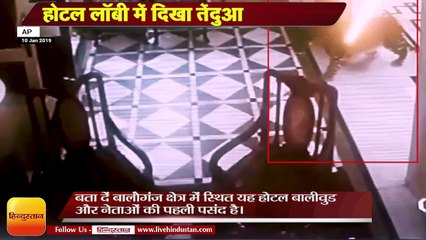 मसूरी के होटल लॉबी में दिखा तेंदुआ,Leopard inter in hotel lobby at Balorganj area in Mussorie in Utt
