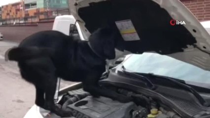 Otomobile Saklanan Uyuşturucuyu Narkotik Köpeği Dark Buldu