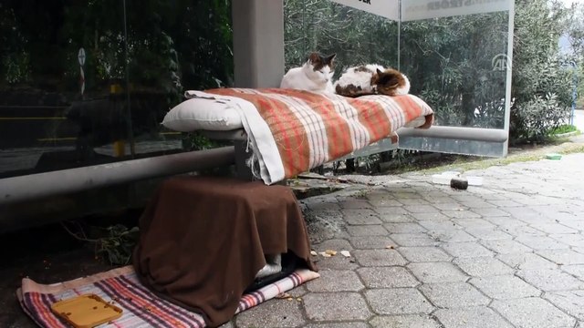 Dolmuş durağı kedilere yuva oldu - MUĞLA