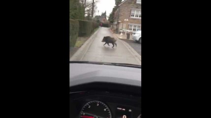 Gesves : son voisin poursuivi par un sanglier