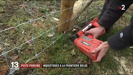 Agriculture : la peste porcine africaine inquiète les autorités françaises