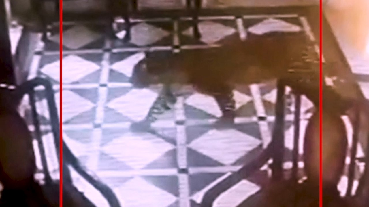 Leopard enters hotel lobby in Mussoorie, roams free for 15 minutes