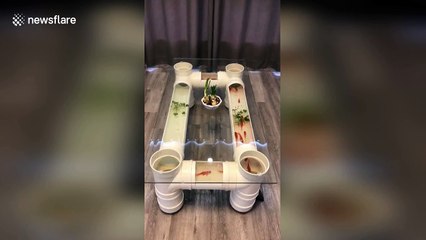 Creative man makes fish tank tea table