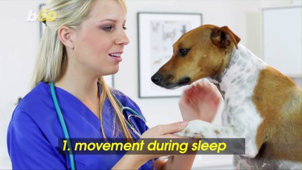 Signs Your Dog Has a Sleep Disorder and How to Manage It