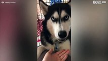 Ce husky déteste les pilules mais adore le jambon!