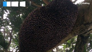 Mesmerizing: Honeybee's defensive wave