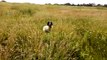 Sprocker spaniel having fun wagging his tail really happy in a field