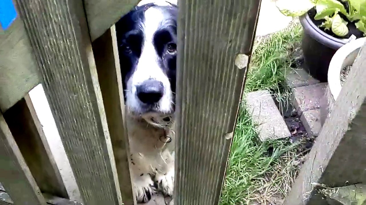 Sprocker spaniel wants to come into the vegetable patch
