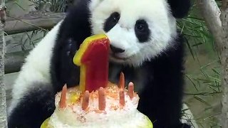 Celebran el cumpleaños de un panda en Malasia