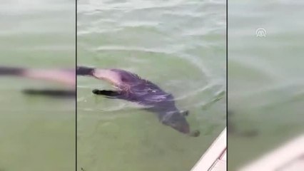 Firari" Fok Çiko, Göltürkbükü'nde Görüntülendi