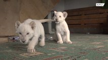 Two cute lion cubs make adorable debut at Vladisovstok zoo