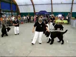 demo obey rythmee nationale d'élevage  leblanc 2007