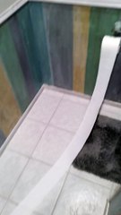 Timid Pup Caught Playing With Toilet Paper