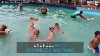 La pool party pour chien la plus cool de l'année!