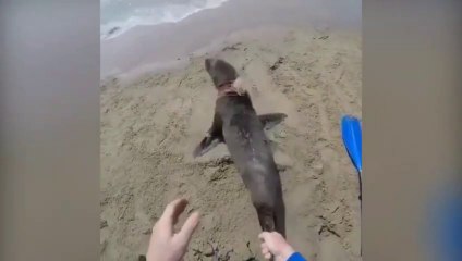 Deux soigneurs aident une jeune otarie !