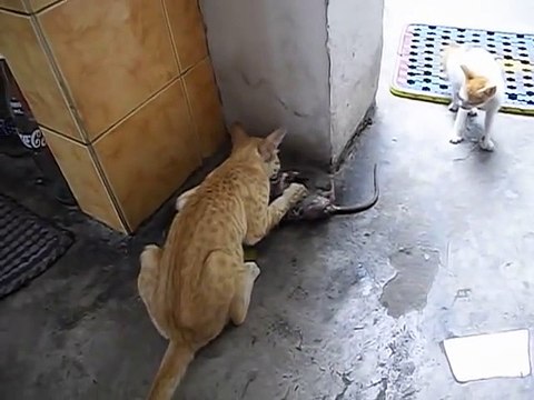 Ce chat a attrapé un énorme rat... aussi gros que lui
