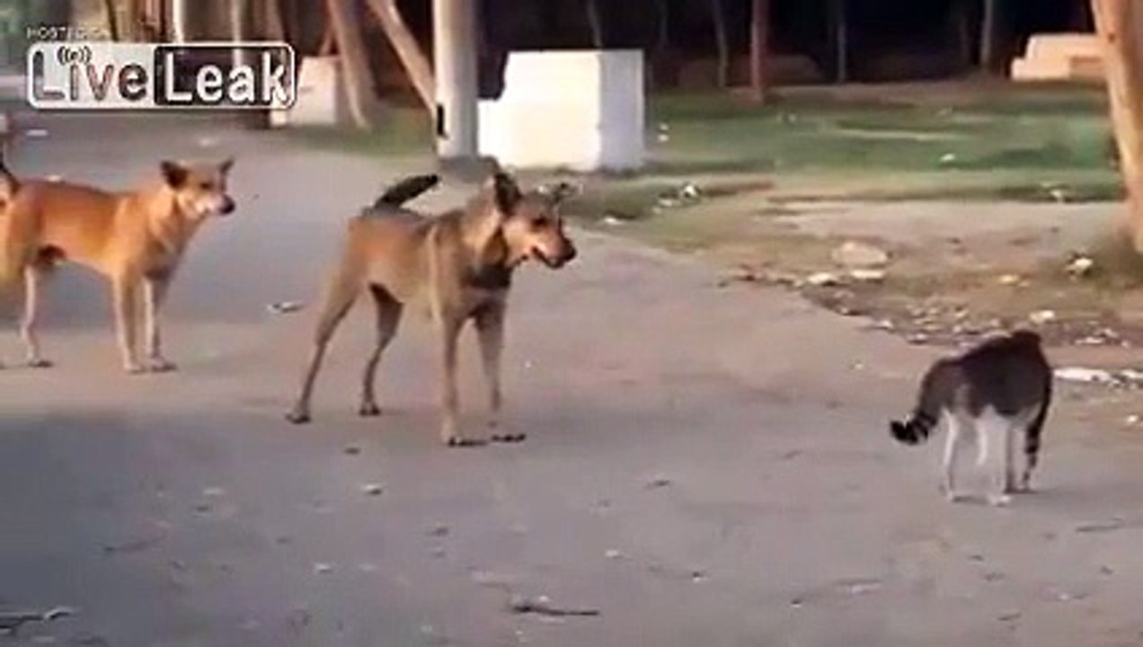 Ce chat met la misère à 7 chiens et leur montre qui est le boss