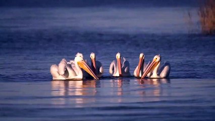 Des pélicans parfaitement synchronisés pendant qu'ils mangent... Danse magnifique