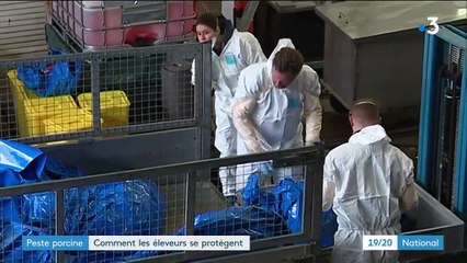 Peste porcine : comment les éleveurs se protègent ?