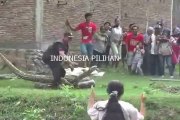 Des indonésiens capturent un serpent énorme et terrifiant