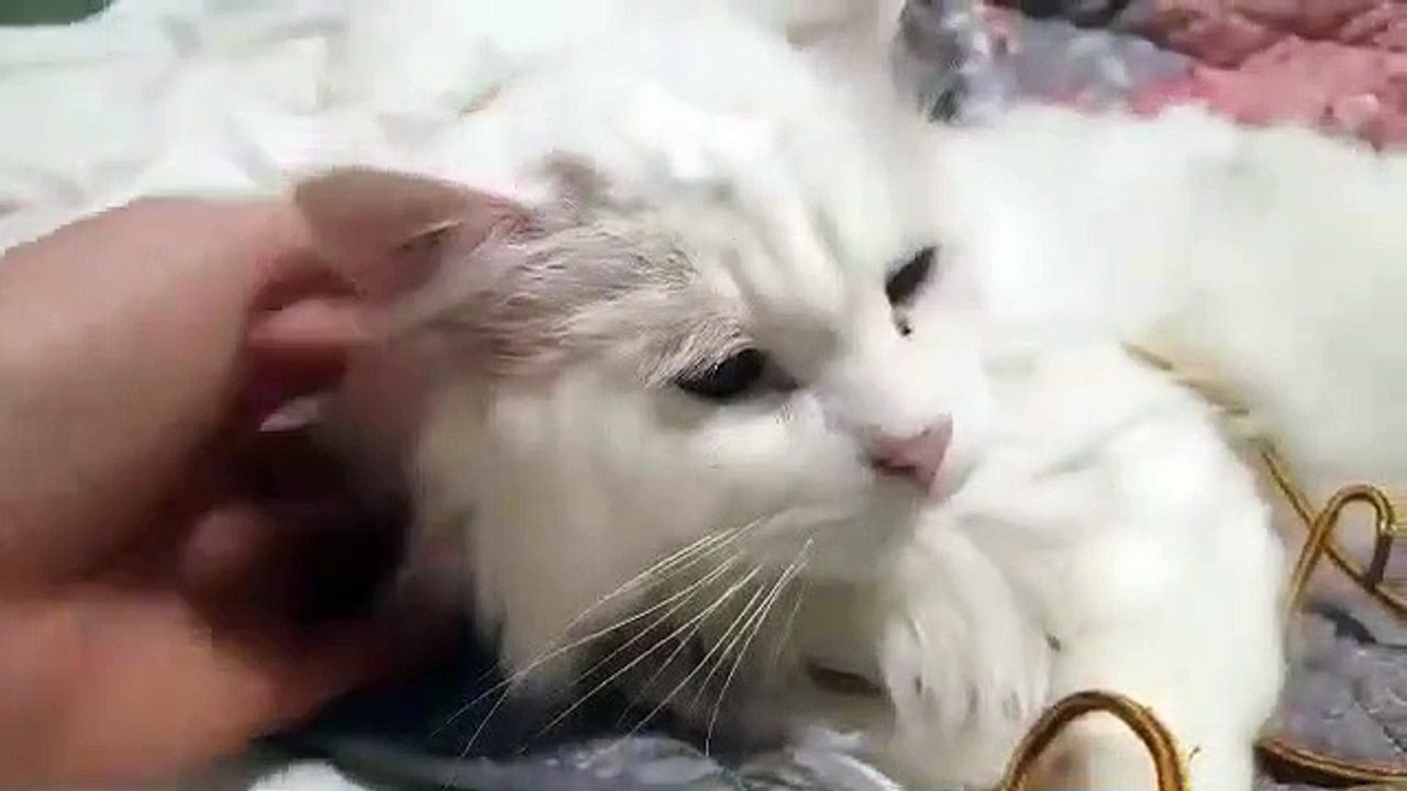 Ils sauvent un chat sauvage sourd et aveugle…