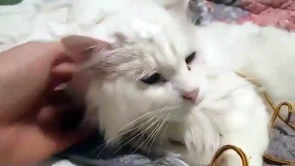 Ils sauvent un chat sauvage sourd et aveugle…