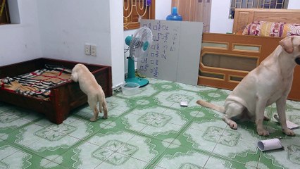 Determined Dog Prevents Man from Punishing Puppy
