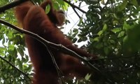 Aceh Memiliki Spesies Orangutan Tercerdas di Dunia