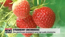 New strawberry harvesting technique boosts fruit quality, exports