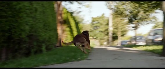 A Dog's Way Home - Featurette - Finding Bella