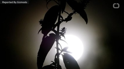 Seeds Have Sprouted on the Moon for the First Time