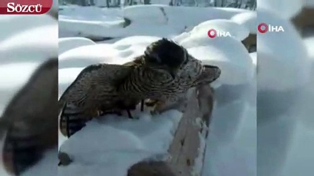 Çorum'da soğuktan donmuş şekilde atmaca bulundu