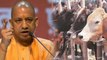 Yogi Adityanath का बड़ा फैसला, आवारा Cows को भेजा जाएगा Jail | वनइंडिया हिंदी