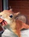 Cet écureuil essaye de prendre toutes les noix dans sa bouche !