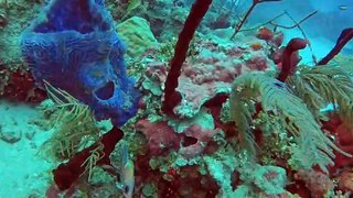 Divers investigate deadly scorpionfish & other amazing sea creatures