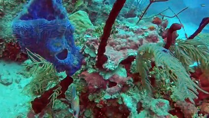 Divers investigate deadly scorpionfish & other amazing sea creatures