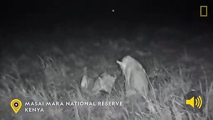 Lion 'plays soccer' with pangolin in rare video