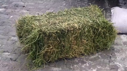 Avcılardan yaban hayvanlarına yem desteği - ŞANLIURFA