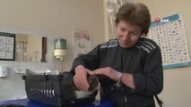 Diyabetli Kedisini Tedavi Ettirmek İçin Onlarca Kilometre Yol Kat Ediyor