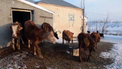 Hayvanları için kışın zorluklarına göğüs geriyorlar - VAN/MUŞ