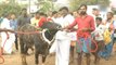 Bull-taming festival Jallikattu enters day 2 in Tamil Nadu