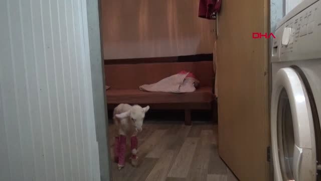 Bursa Sakat Doğan Kuzuya Kendi Evladı Gibi Bakıyor-Ek