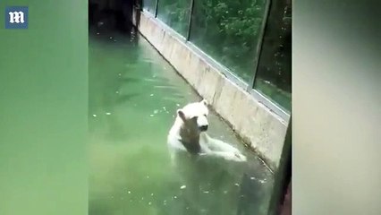 Un ours polaire essaye de ramener un oiseau à la vie