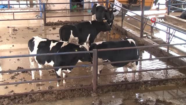 Sulama Kanalı Taştı, Çiftlikteki Hayvanlar Su İçinde Kaldı