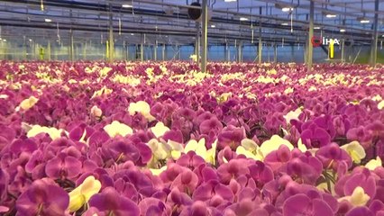 Hollanda'nın Gözünü Korkutan Tesis Yılda 1 Milyon 725 Bin Yerli Orkide Üretiyor