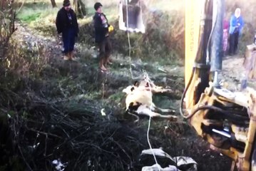 10 Metrelik Kuyudan Buzağı Kurtarma Operasyonu